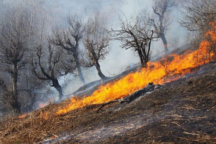آتش سوزی در عرصه‌های محیط زیست کشور ۴۳ درصد کاهش یافت