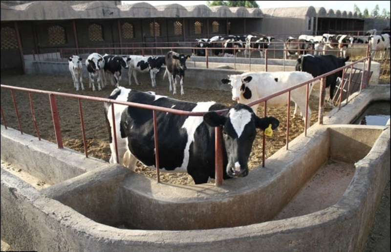 قم یکی از استان های شاخص در صنعت دامپروری کشور