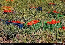 عرضه گسترده گوجه فرنگی و کاهش قیمت آن در روزهای آتی