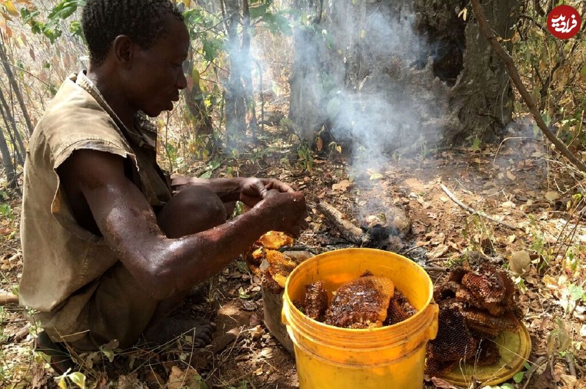 بیرون کشیدن عسل وحشی از تنه درخت 500 ساله توسط بومیان تانزانیا