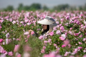 قم یکی از قطب‌های تولید گل محمدی ‏