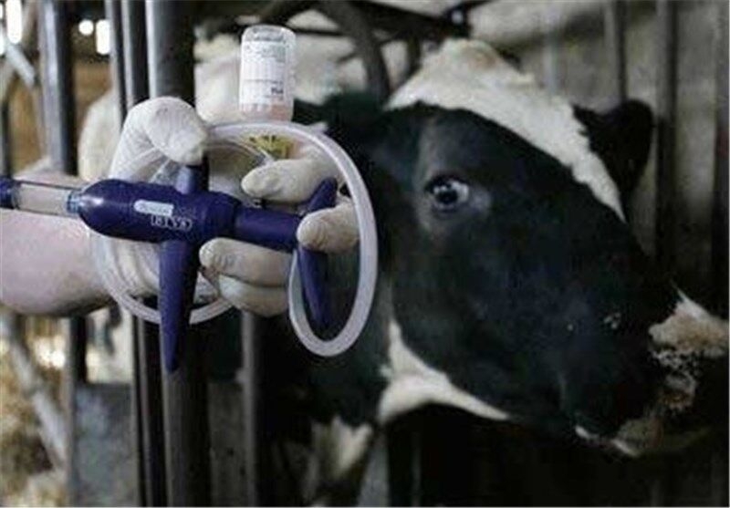 بحران سویه جدید تب برفکی در دامداریها؛واکسیناسیون در حال انجام است