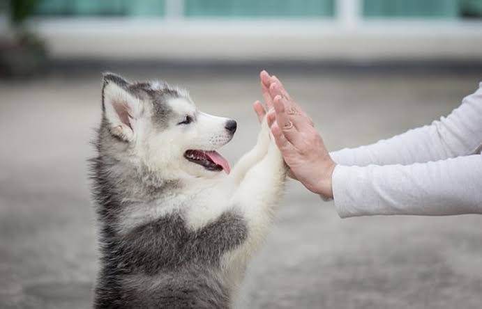 به امید روزی که ضرر و زیان به حیوانات به صفر برسد